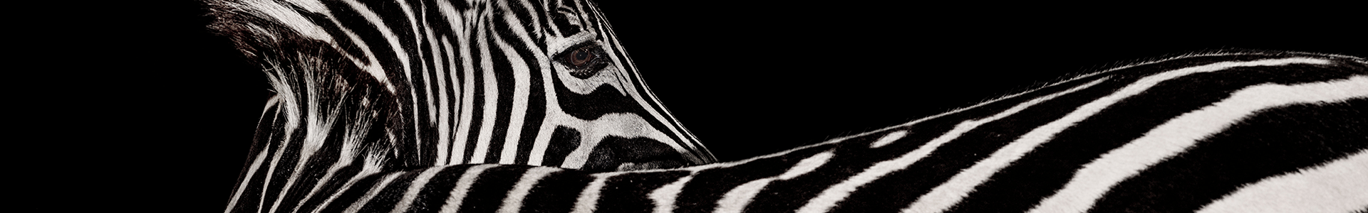 Navigate header image