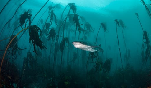 Shark swimming through kelp forest