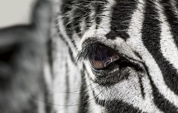 zebra