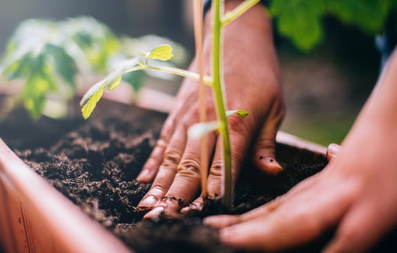 Woman planting a plant