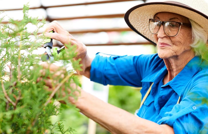 Elderly woman prunes her garden with secateurs
