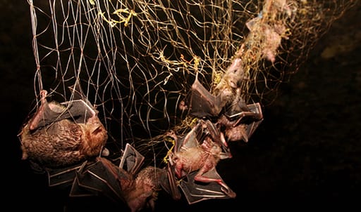 Bats in nets- hunted for consumption