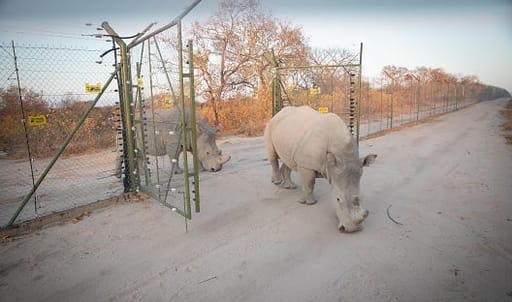 Rhino orphans