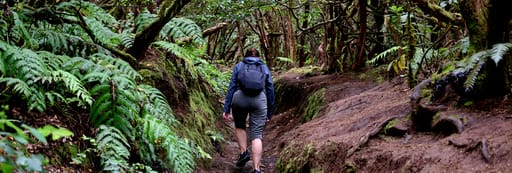 Female walking through a forest