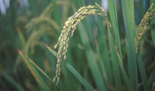Genetically modified rice