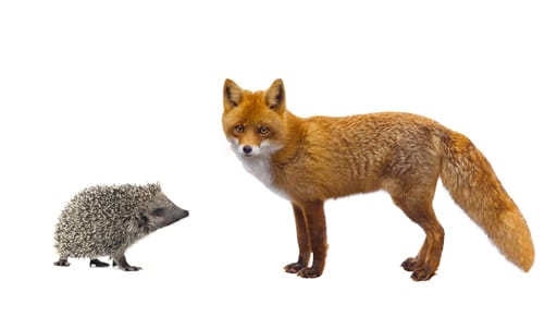 hedgehog and fox