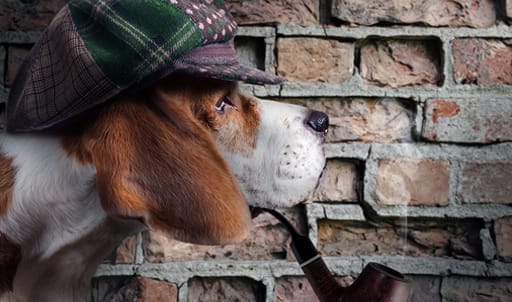 Sherlock Holmes dog