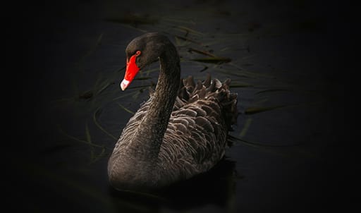 Black swan image
