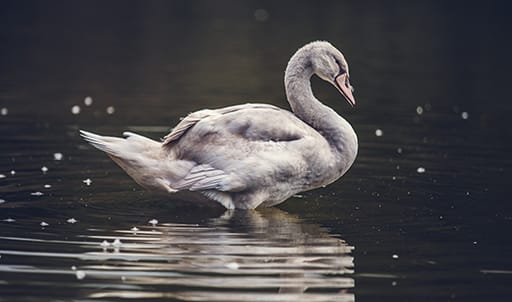 Grey swan image