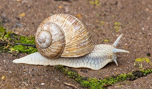 snail