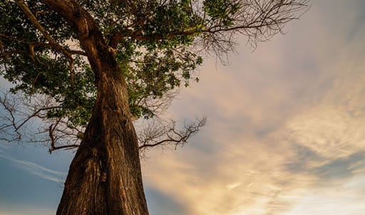 tree
