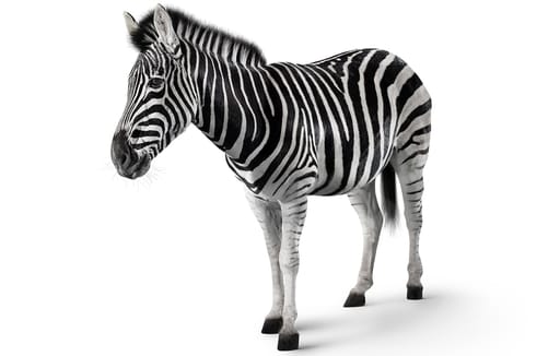 zebra - our story