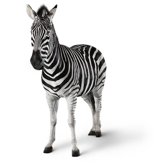 investec zebra