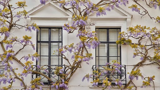 Wisteria climbing a house