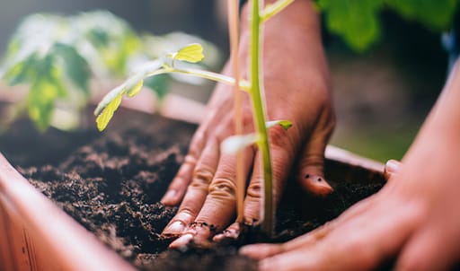 Someone pushes a new tomato plant into the soil