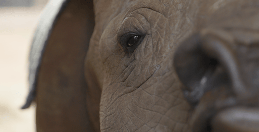 Rhino lifeline