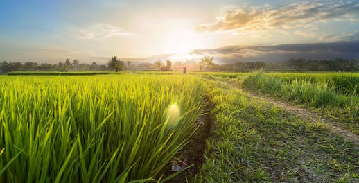 Green fields with sunset above