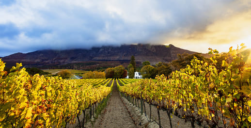 Cape vineyard