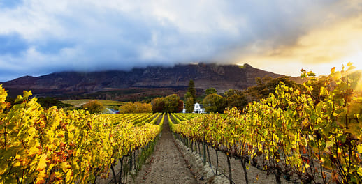 Winelands in the Western Cape