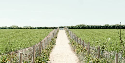 Looking down an English farm lane, with cropped fields on either side