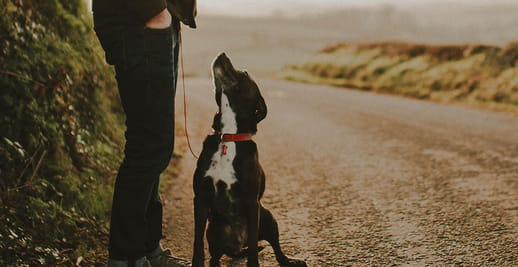 Dog looking up at its owner