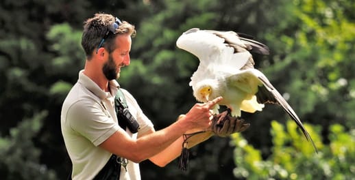 A bird of prey eats out of the hands of a handler at the Hawk Conservancy Trust