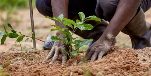 A person plants a cocoa tree sapling in the soil