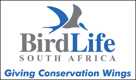 Bird life