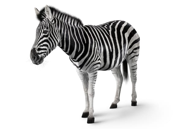 Zebra "Kenya"