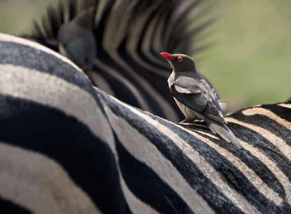 Public Private Partnerships - Zebra and Oxpecker