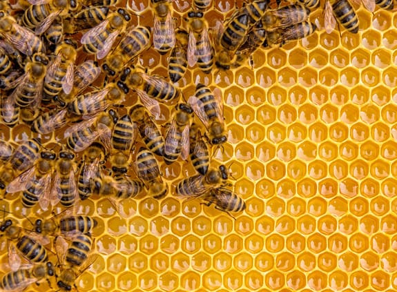 Bees on a honeycomb