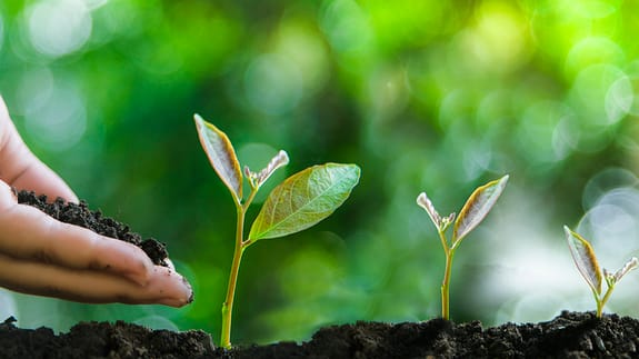 Growth