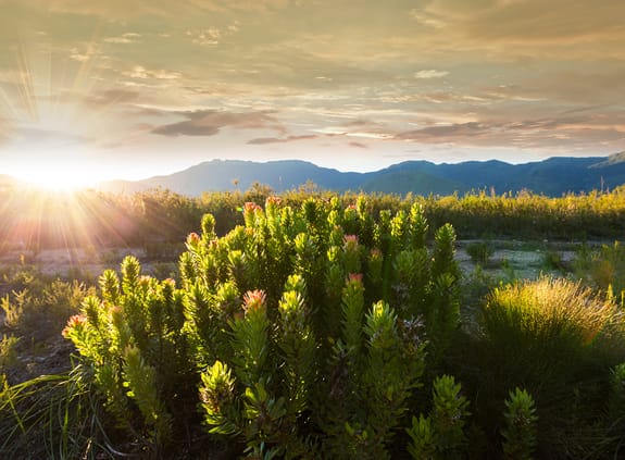 South African landscape with protea flowers in foreground