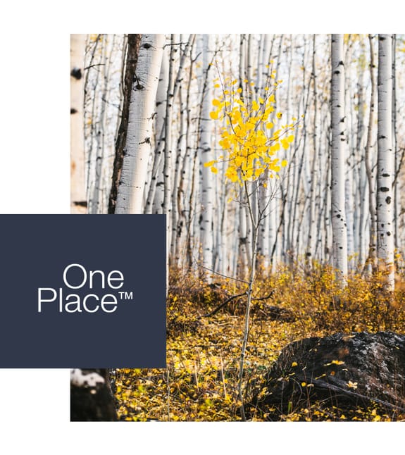 One Place | forest trees