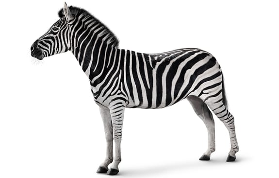 Investec Zebra head
