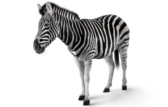 A Zebra named Kenya