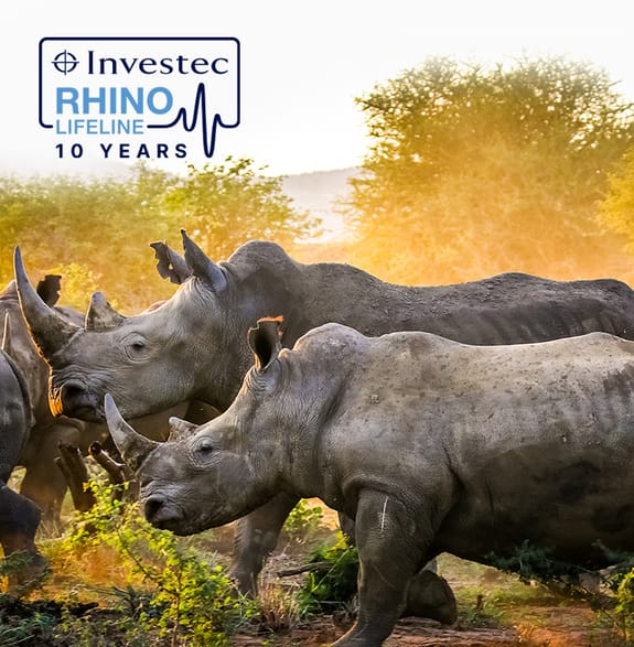 white rhino on grasslands