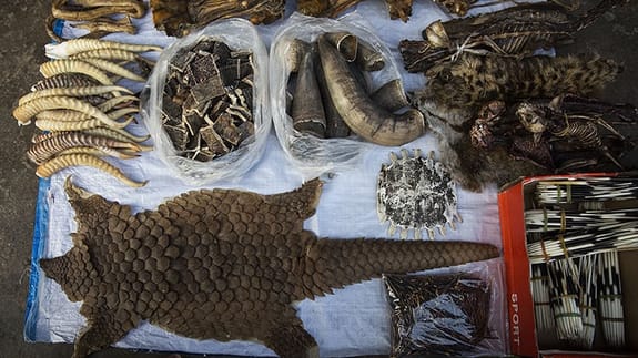 pangolin skin and other illegal wildlife trade items