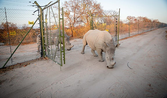 Rhino release