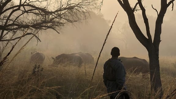 endangered rhino monitoring