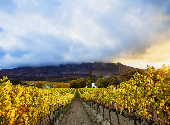 Rows of Vineyards grow in this picturesque valley near Cape Town