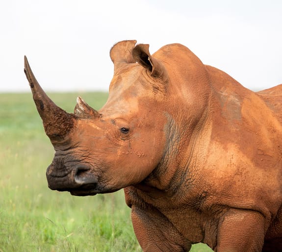 rhino on grasslands