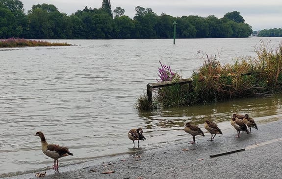 Ducks on a road by a lake