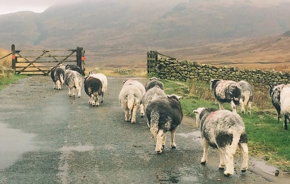 A flock of sheep moving through a gate on a country road