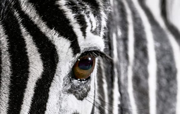 Zebra eyes