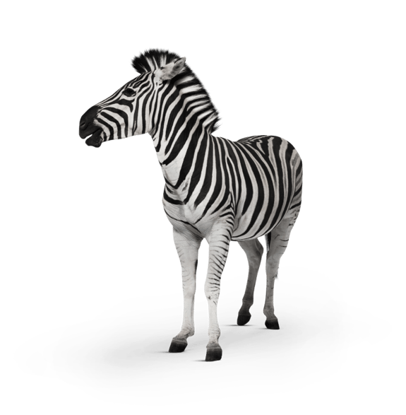 Front view of zebra