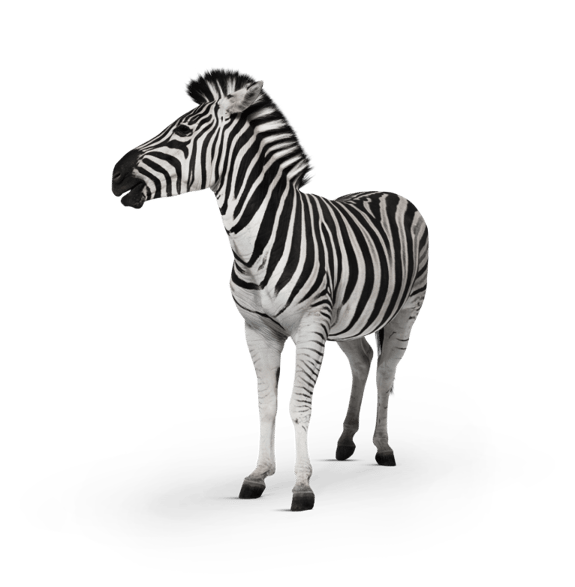 Investec's zebra
