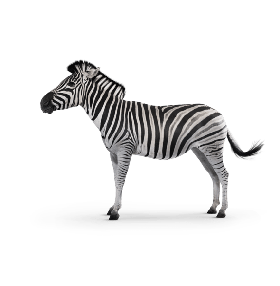Side view of zebra