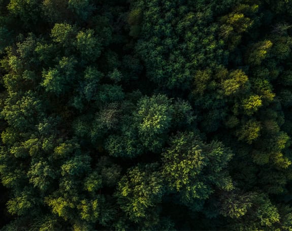 Image of a forest from above