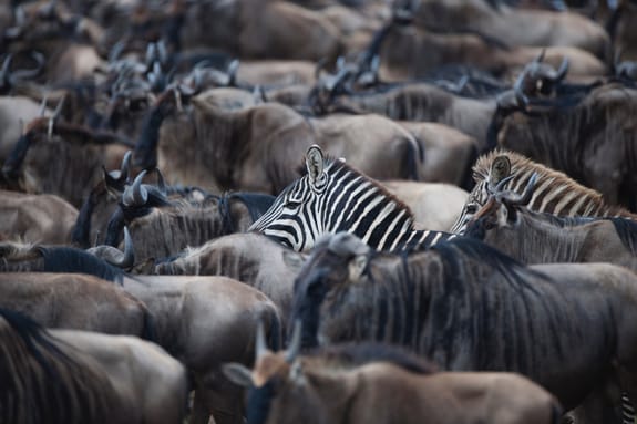 A pair of zebras with buffalos 